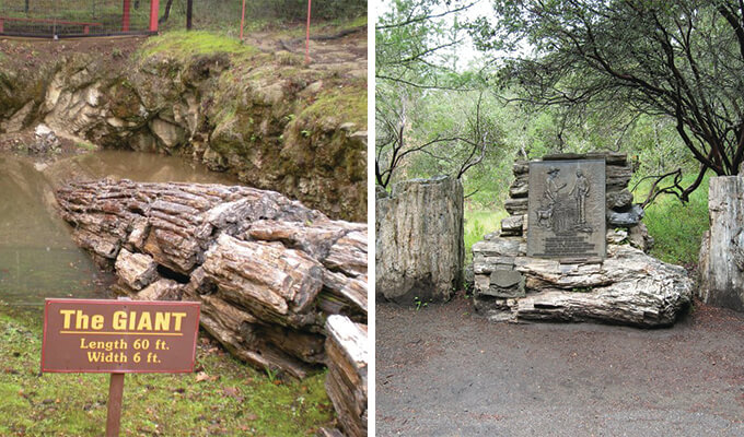 petrified-forest-680