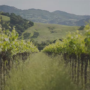 Private & Corporate Events at Peju