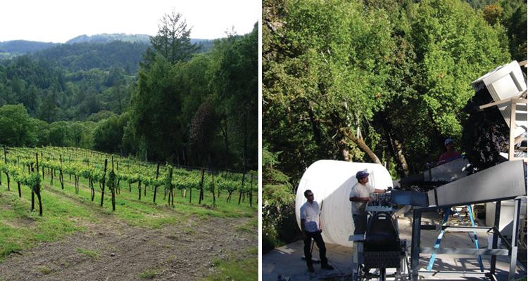 wild-hog-vineyard-750