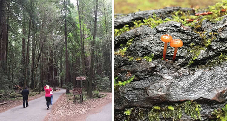 armstrong-redwoods-state-natural-reserve-750