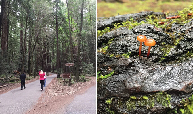 armstrong-redwoods-state-natural-reserve-680