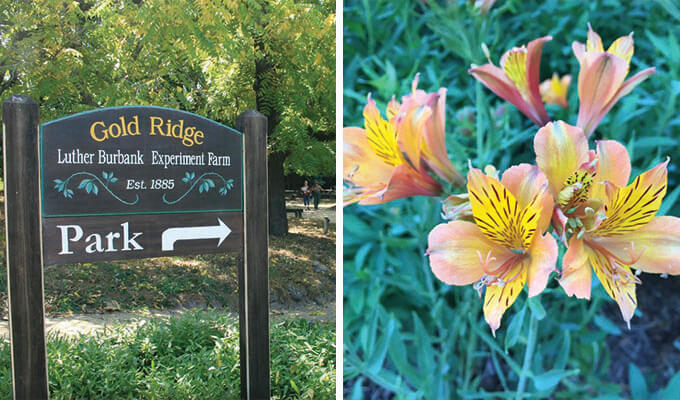 luther-burbanks-experiment-farm-680