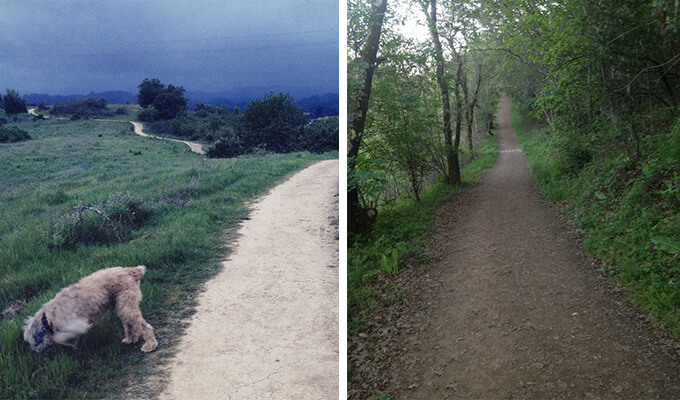 healdsburg-ridge-open-space-preserve