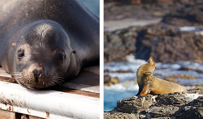 sea-lion-watching