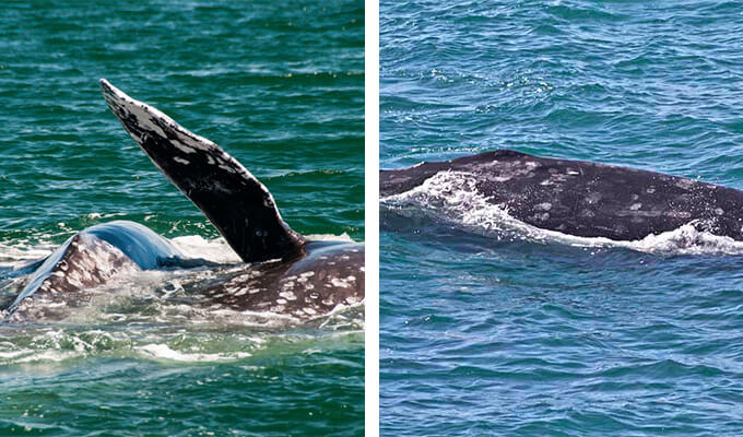 sea-ranch-whale-watching