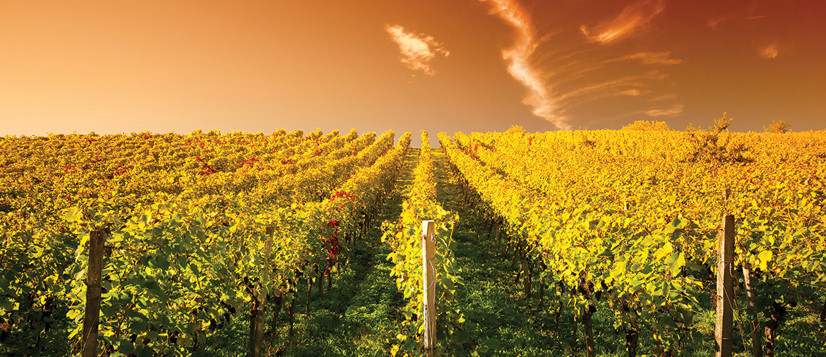 The Eight Best Wineries in Oregon for