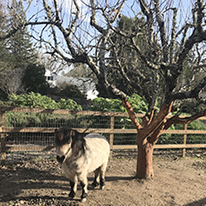 Case Ranch Inn