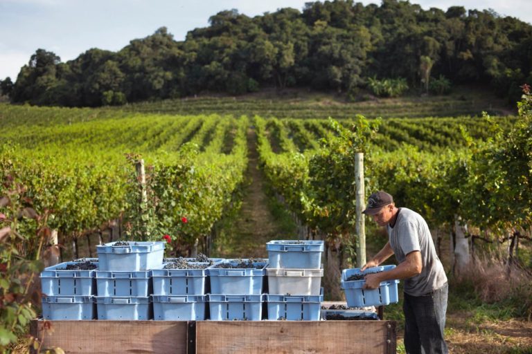 10 MustKnow Facts About Brazilian Wine