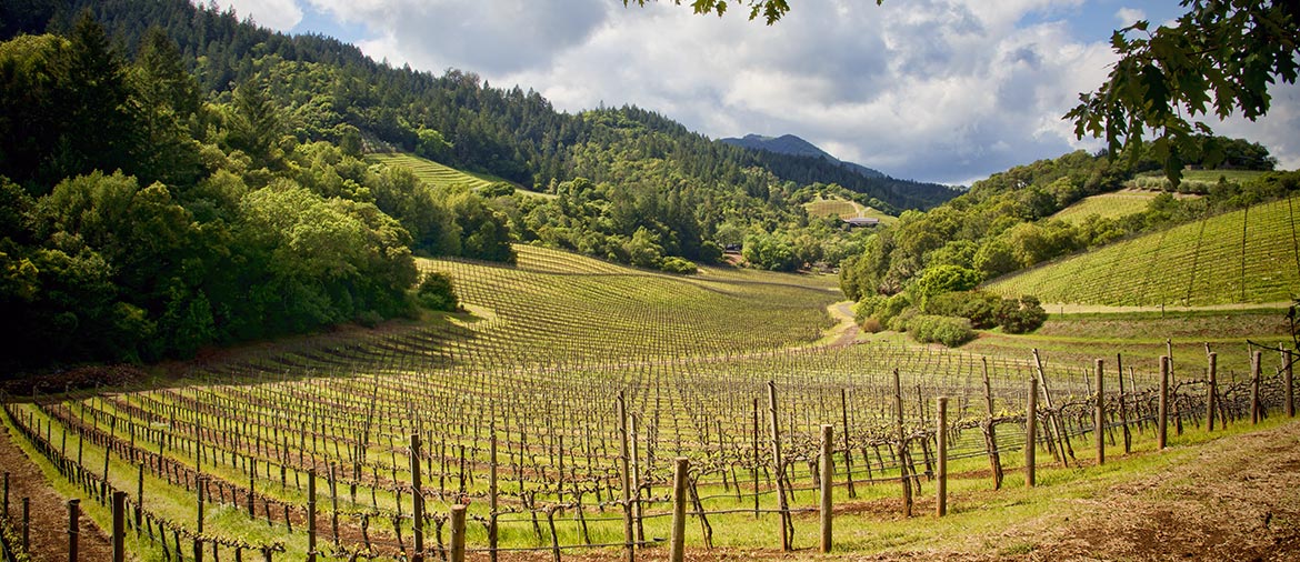 Napa Valley Wineries Compare 2018's Best Wineries