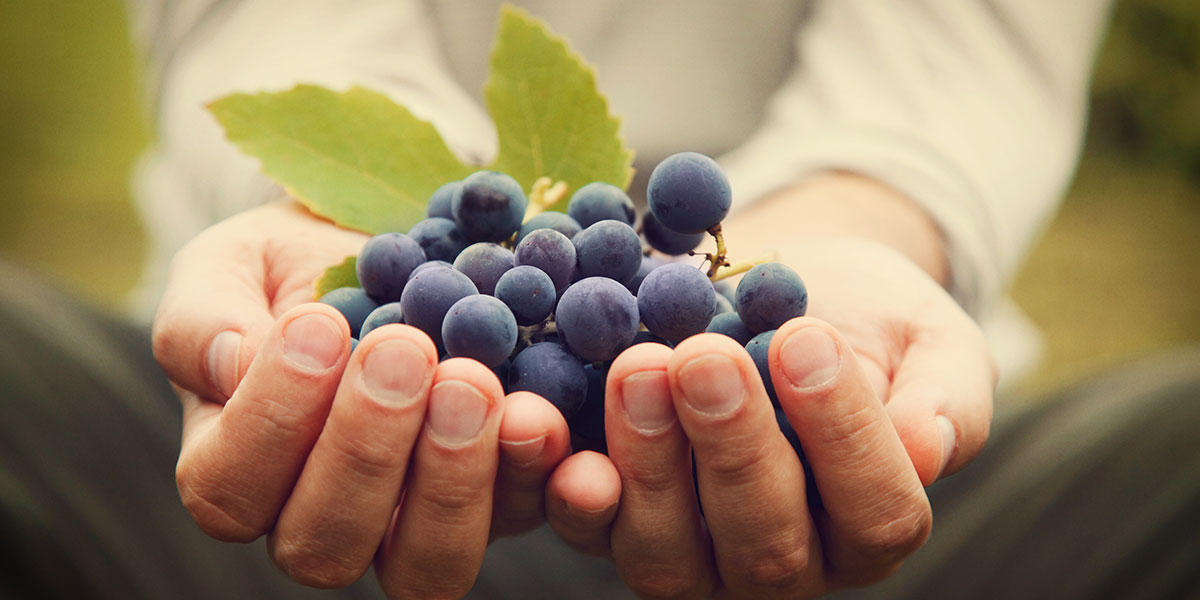 GrapesinHands_LrgSlideshow1200x600