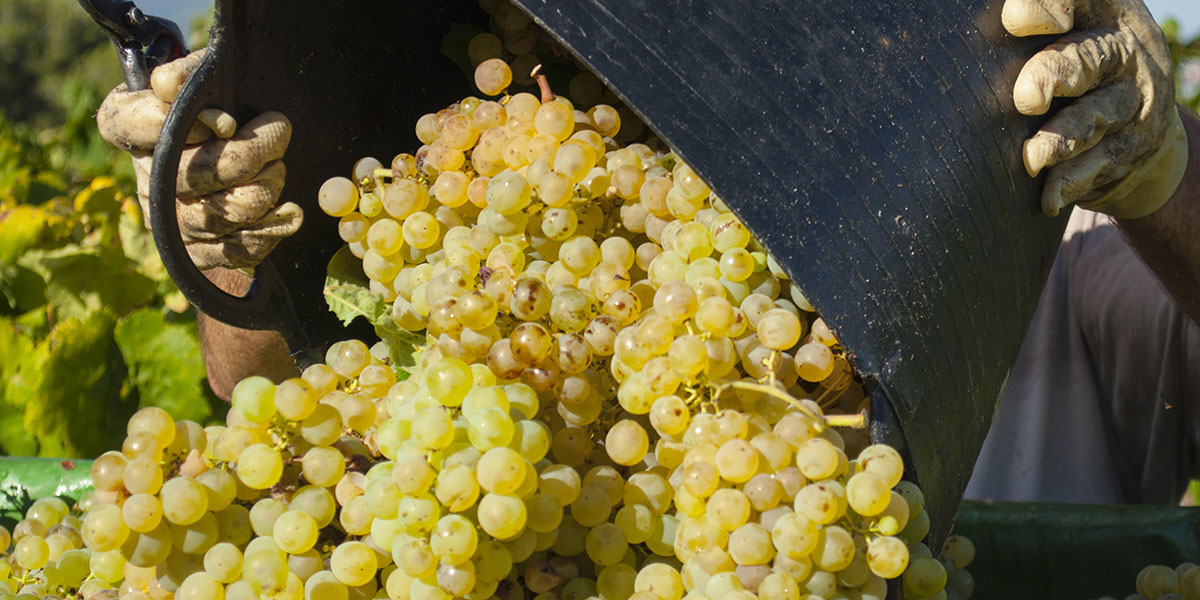 wineGrapesHarvest_lrgSlideshow1200x600