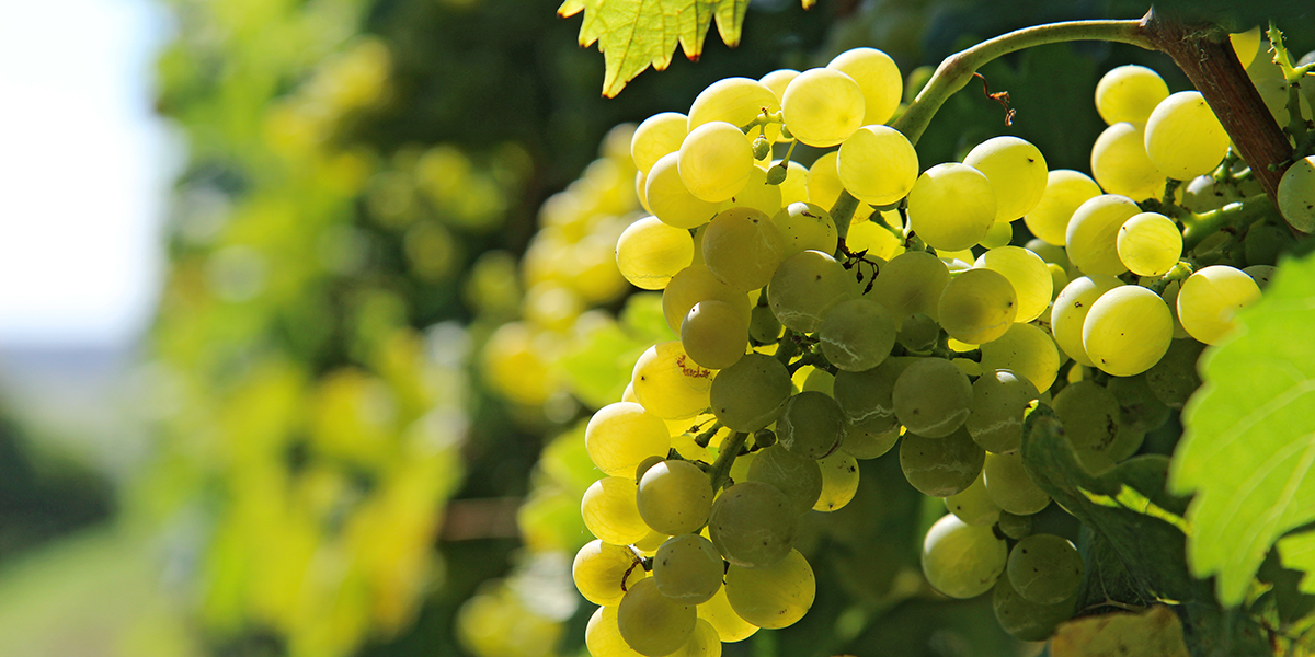 chardonnayGrapeVineyards_LrgSlideshow1200x600