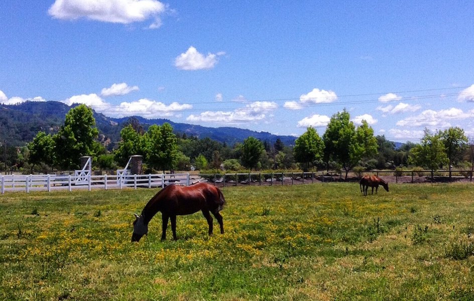 Best Views In Calistoga