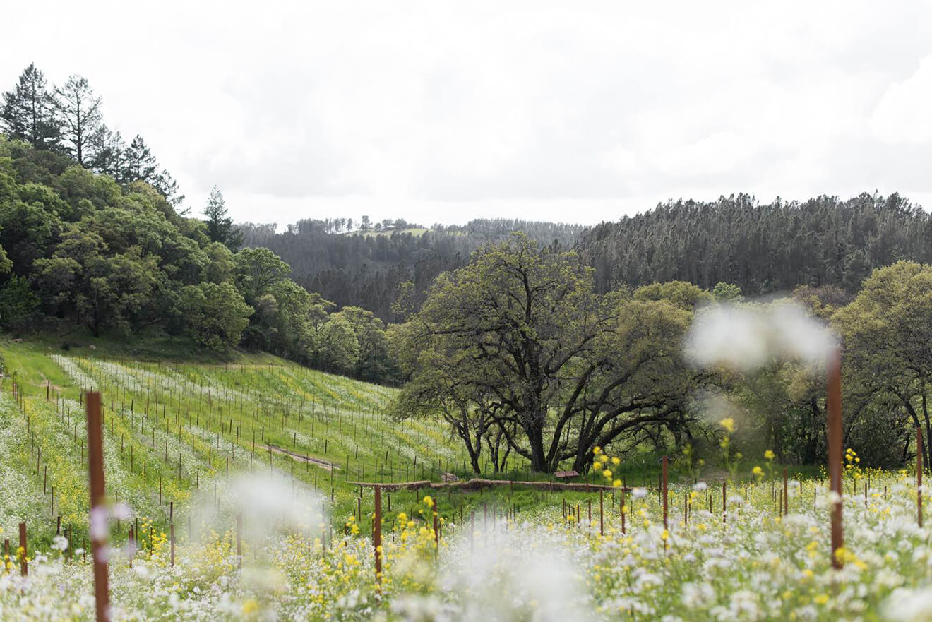 Mayacamas Vineyard, Napa Valley, vineyards & meadow