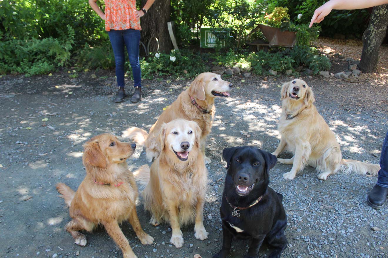 10 Best Dogfriendly Wineries in Napa Valley