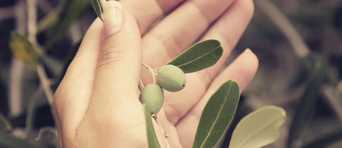 Sonoma Olive Oil 6 Spots for Olive Oil Tasting