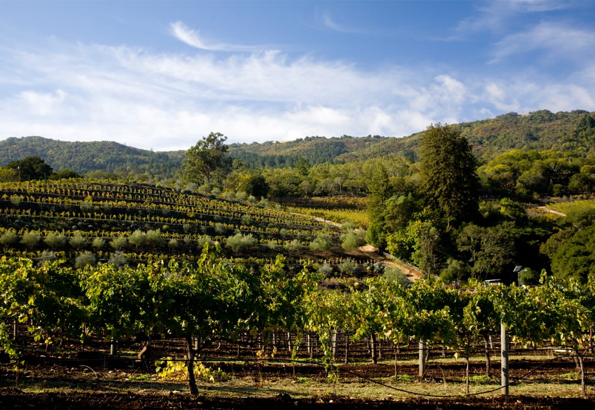 Ultimate Guide to Glen Ellen