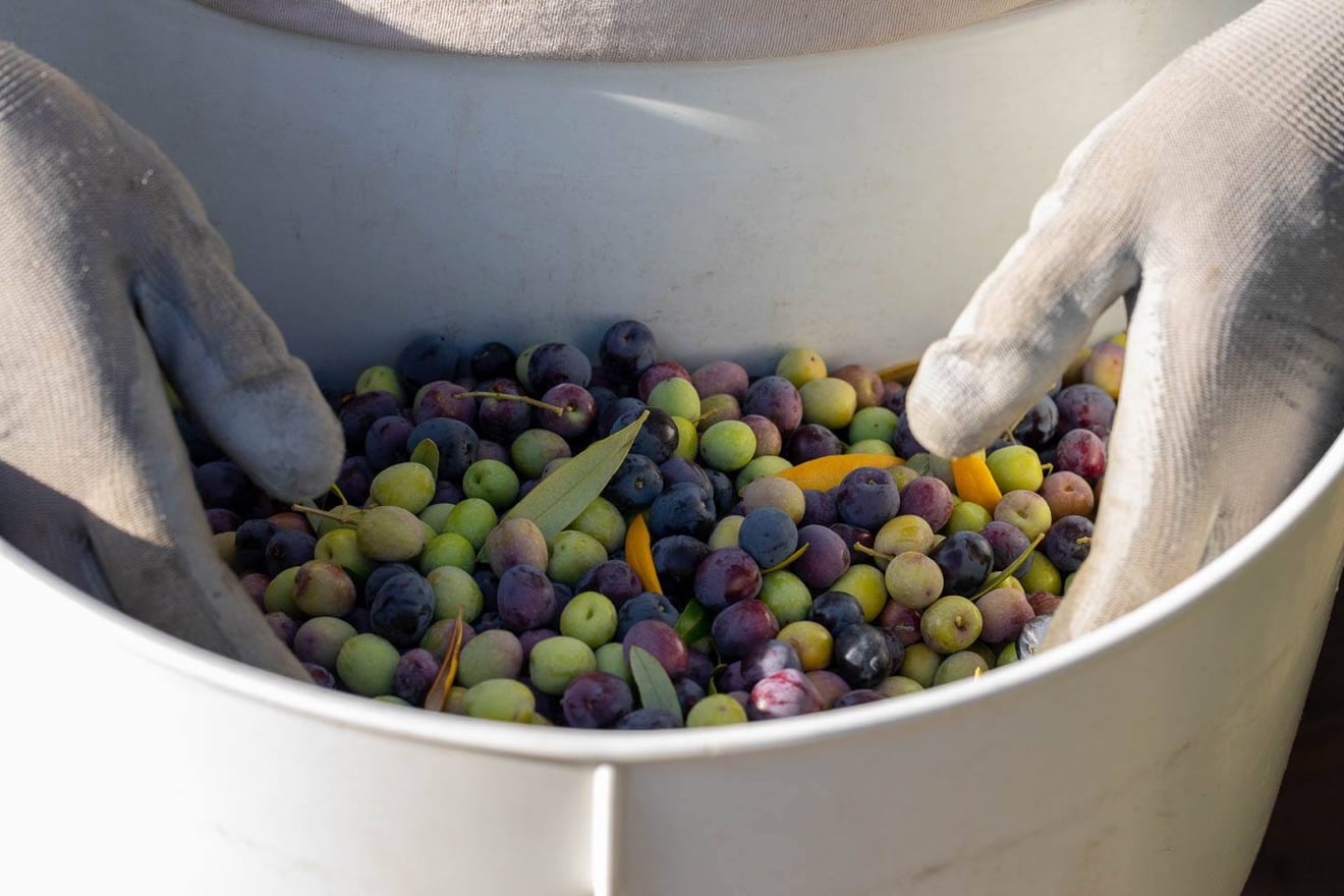 Where to Taste the Best Sonoma Olive Oil & Artisan Products