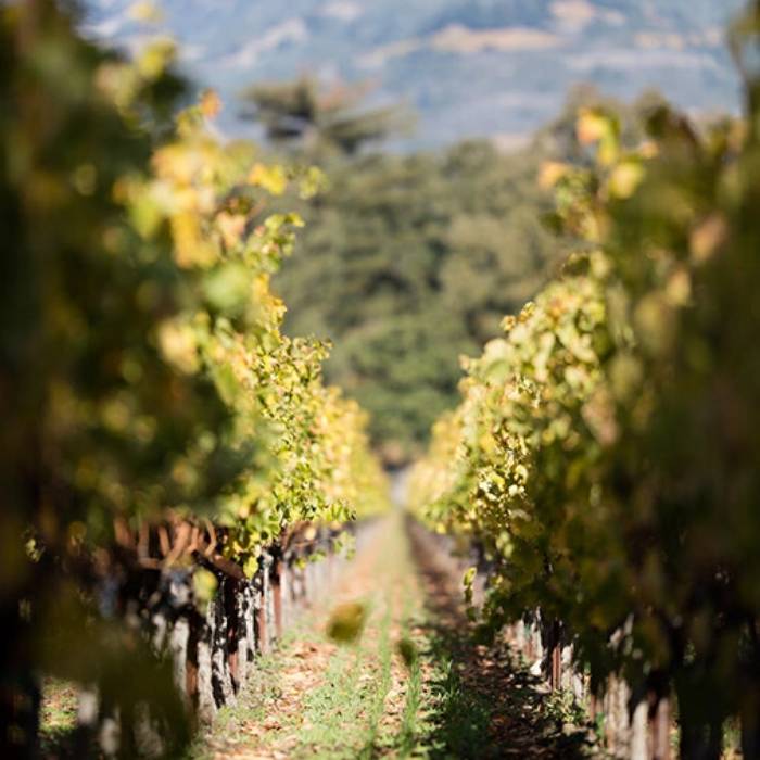 Sonoma County Wineries