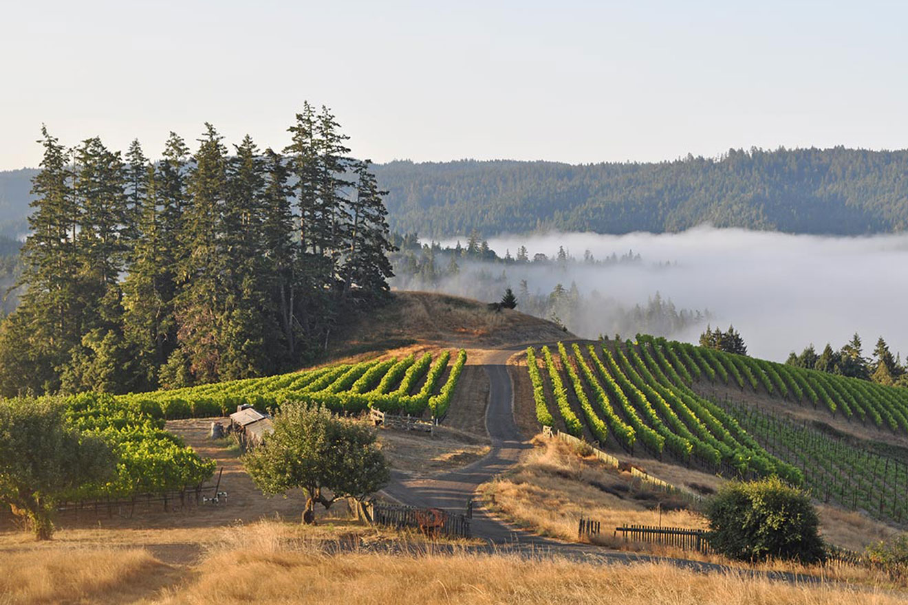 An Introduction to Sonoma County AVAs