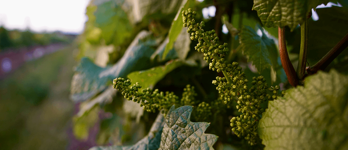 green lush vineyard leaves