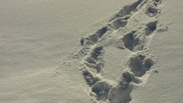 snow-footprints.jpg