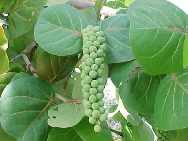 sea grape