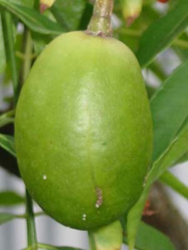 june plum