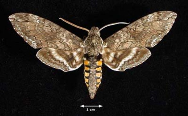 bat