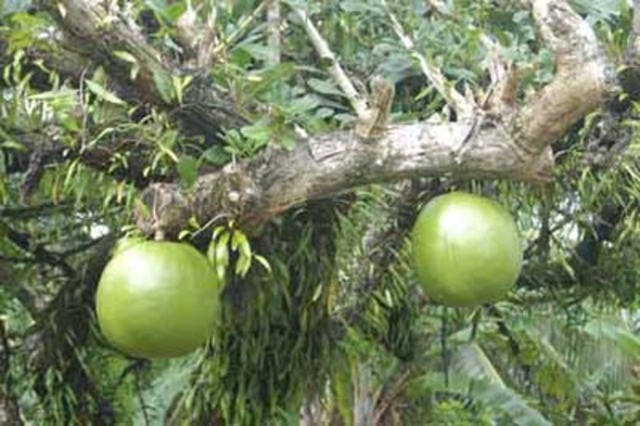 calabash