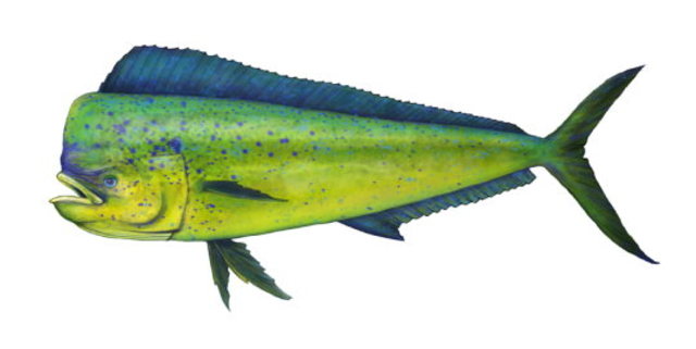 dolphin