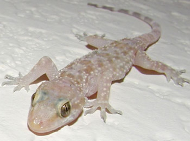macala