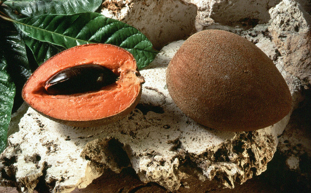 mamey sapote