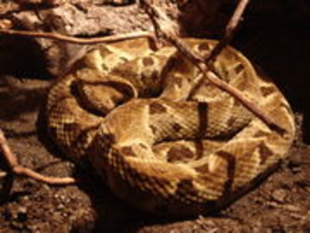 mapanere