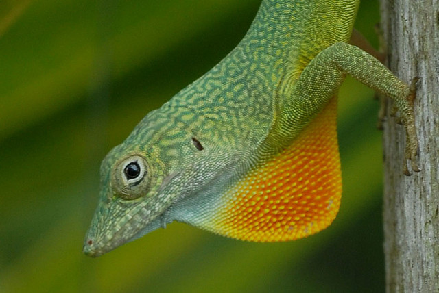 agama