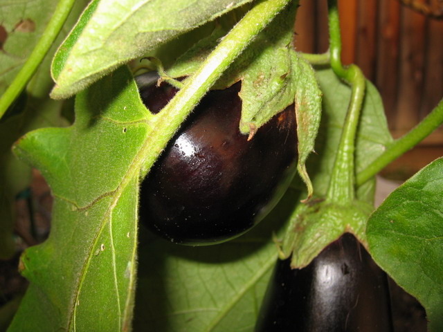 berenjena