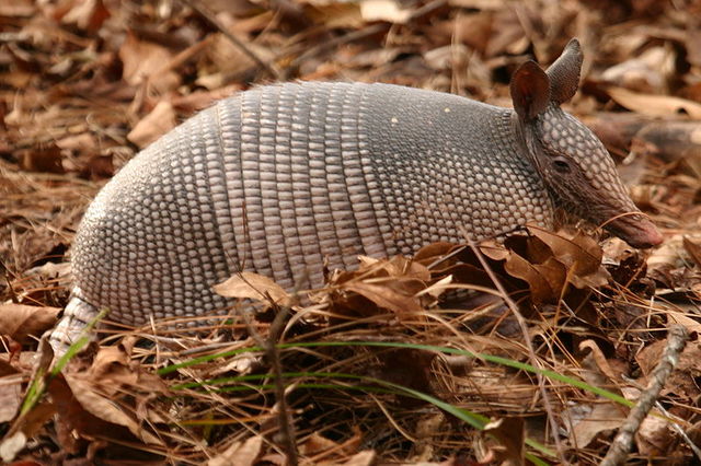 hamadili