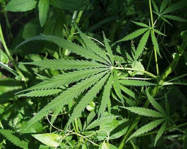ganja