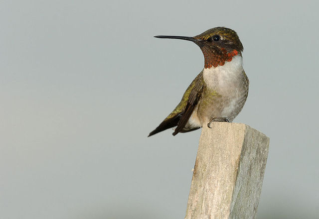 ruby throated hummingbird