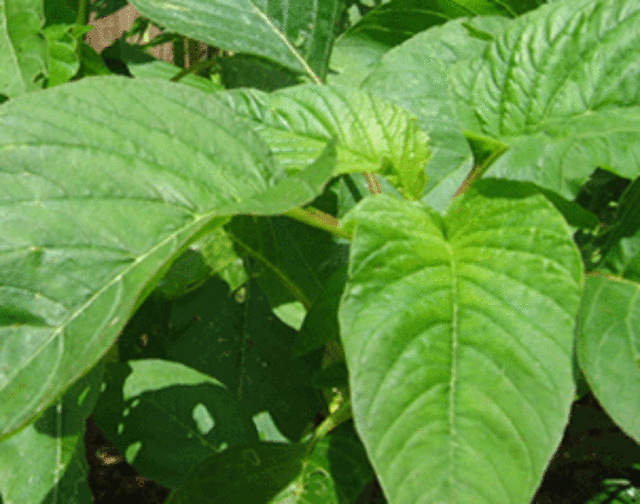 eddoe leaf