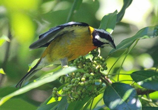 spindalis