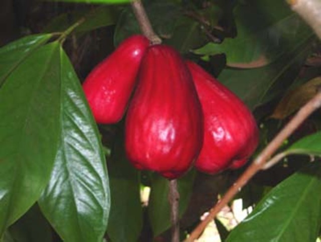 pumarosa