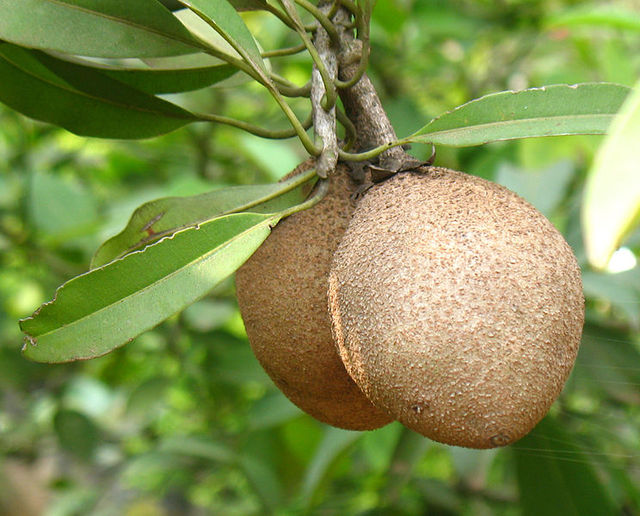 nispero