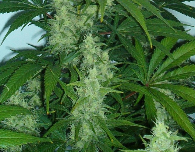 ganja