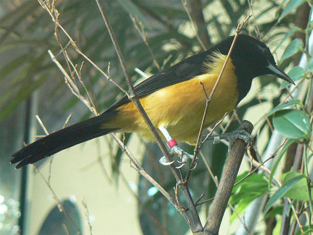 montserrat oriole