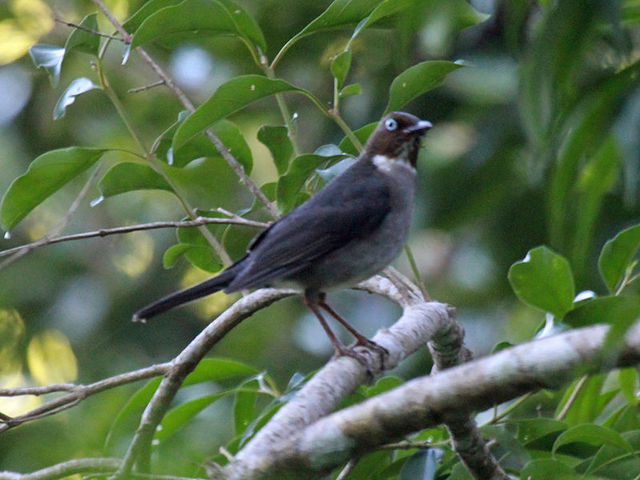 white eyed thrush
