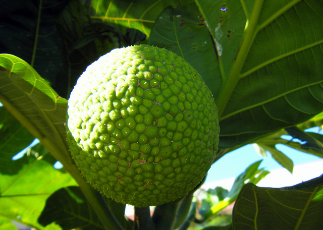 breadfruit