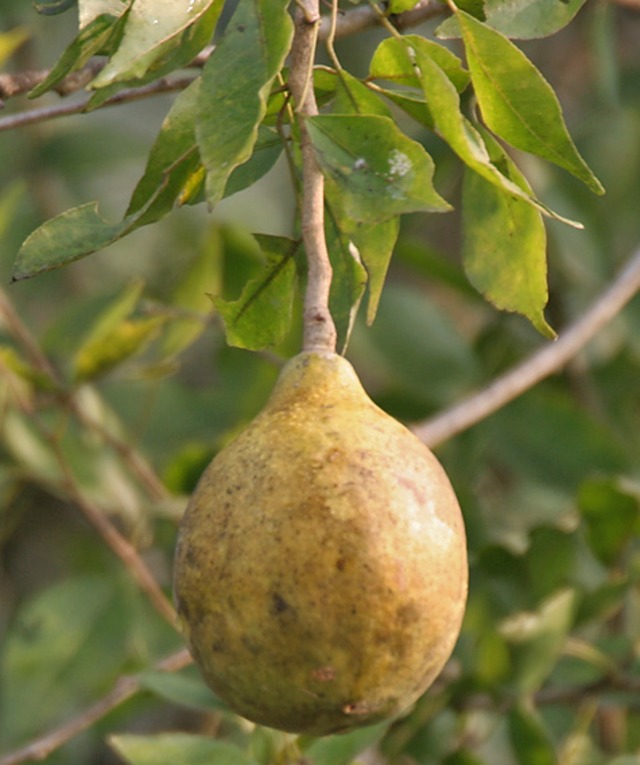 golden apple