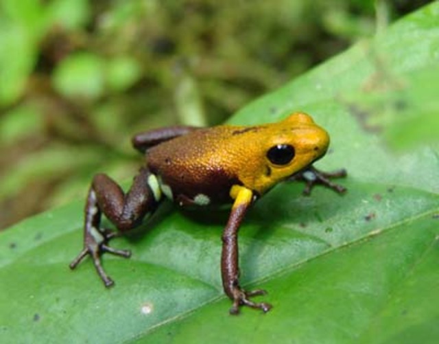 bull frog