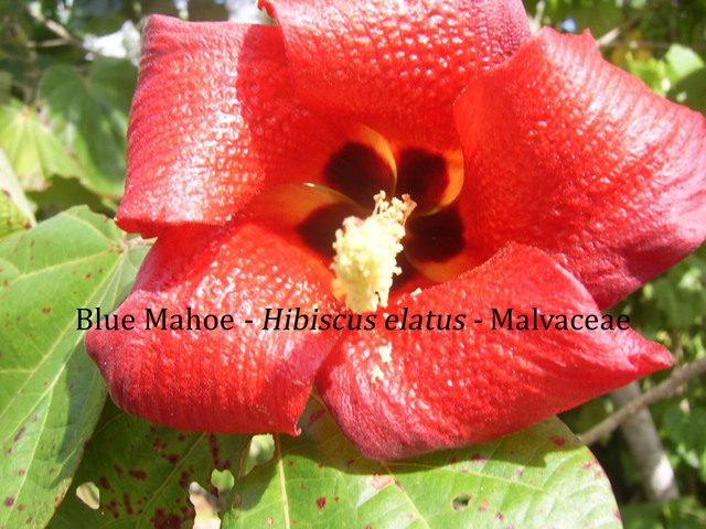 blue mahoe